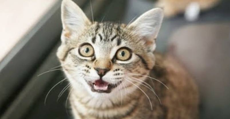Cats Talking and Arguing With Their Humans – We Love Cats and Kittens