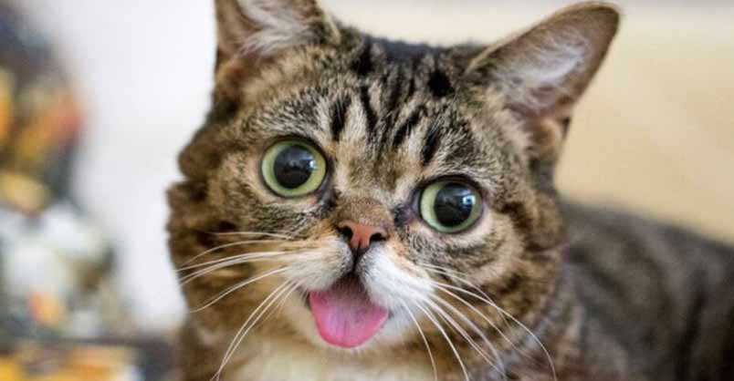 Cat’s Unique Look Makes Her One In A Trillion – We Love Cats and