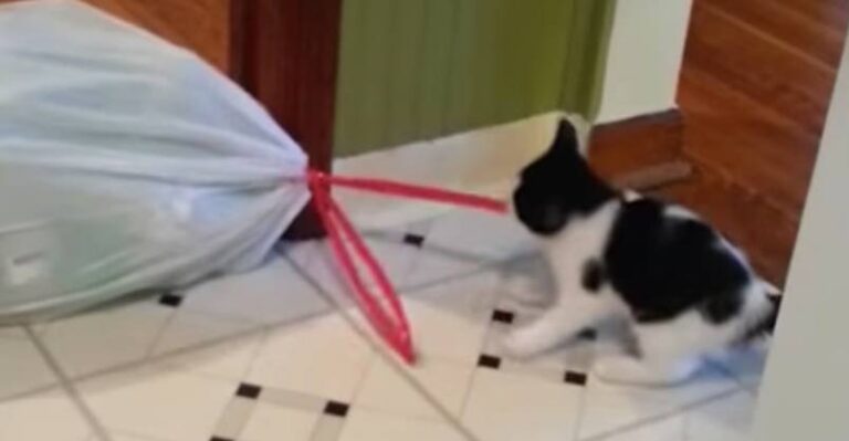 Cats Who Will Make Your Day Better – We Love Cats and Kittens