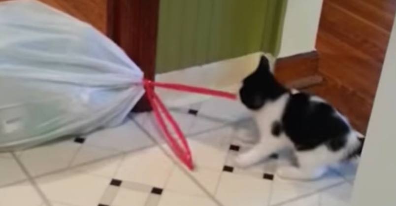 Cats Who Will Make Your Day Better – We Love Cats and Kittens