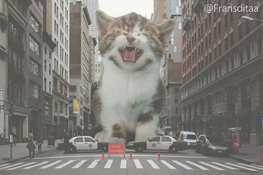 Catzilla! (Via: Fransdita Muafidin) Join our group: Happy Cats