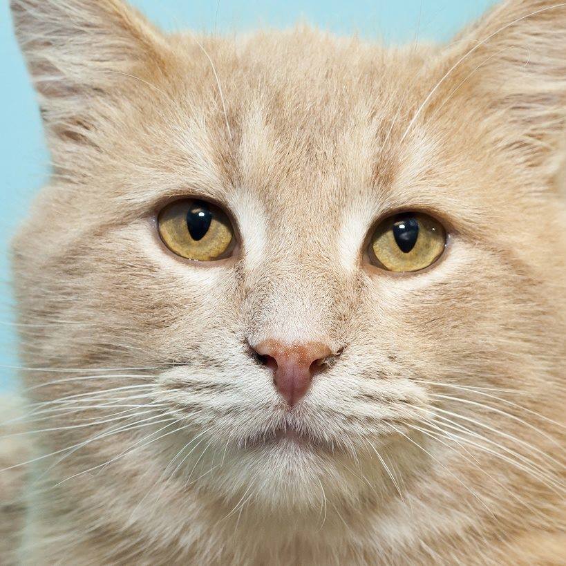 Check out the face on this kitty, isn’t he adorable?