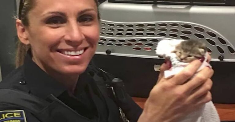 Cop Fosters Abandoned Kittens She Keeps Finding on Duty – We Love