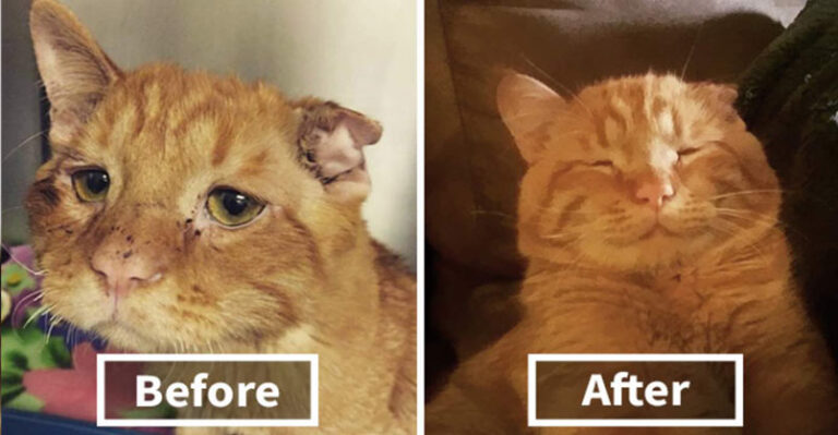 Couple Adopt Saddest Cat in the Shelter – In one hour the