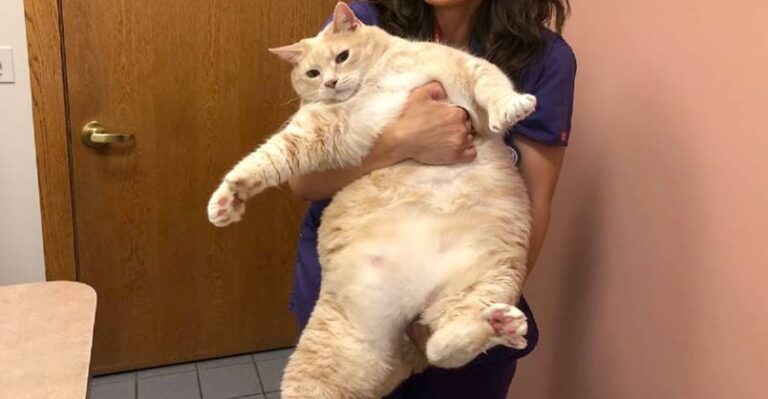 Couple Adopted a 33-Pound Cat and Decided to Begin His Weight Loss