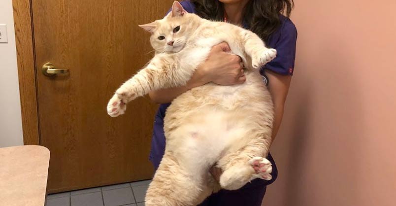 Couple Adopted a 33-Pound Cat and Decided to Begin His Weight Loss
