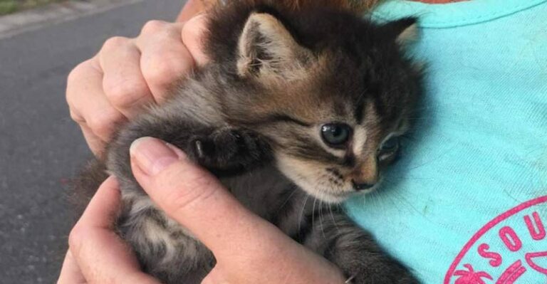Couple Find Stray Kitten in the Woods and She Finds Her Forever Home