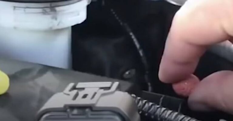 Couple Hears Cat Meowing From Their Engine During Road Trip – We Love