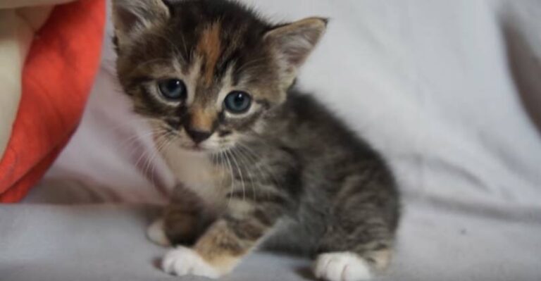 Cute Baby Kitten Meows Because Mama Cat is Not There
