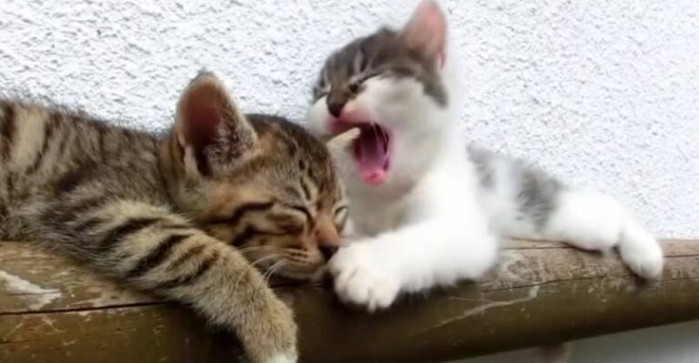 Cute Cats and Their Friends Waking Each Other Up! – We Love Cats and