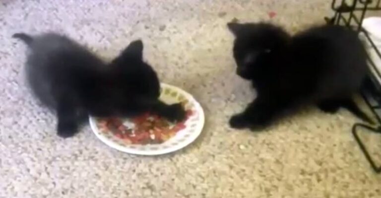 Cute Kittens Really Don’t Want to Share Their Food! – We Love Cats