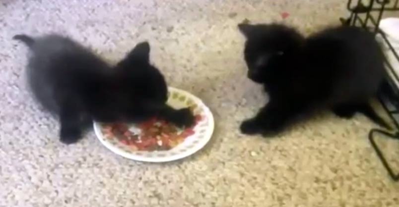 Cute Kittens Really Don’t Want to Share Their Food! – We Love Cats