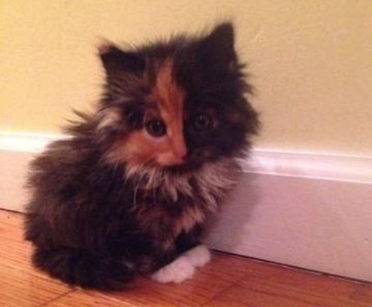 Cute #kitten alert!