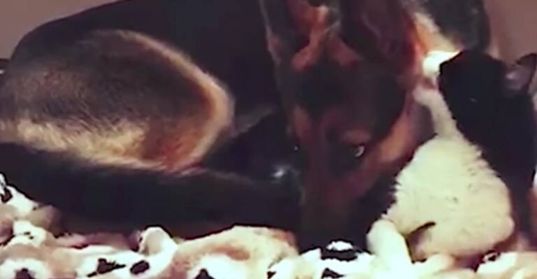 Cuteness Overload! Cat Kisses Dog Goodnight – We Love Cats and Kittens