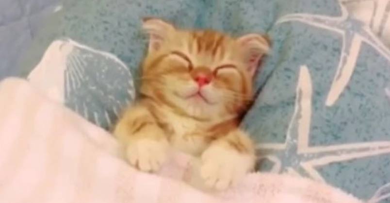 Cuteness Overload! Kitten Gets Tucked In Bed – We Love Cats and
