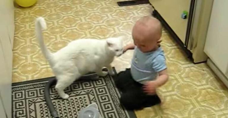 Deaf Kitty Loves His Baby Brother – We Love Cats and Kittens