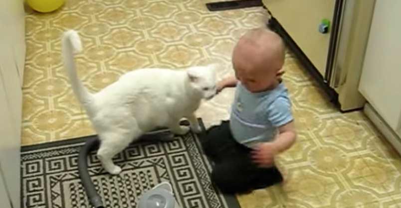 Deaf Kitty Loves His Baby Brother – We Love Cats and Kittens