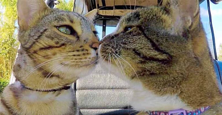 Didga & Boomer – Getting On Down With Their Daddy !! – We Love Cats