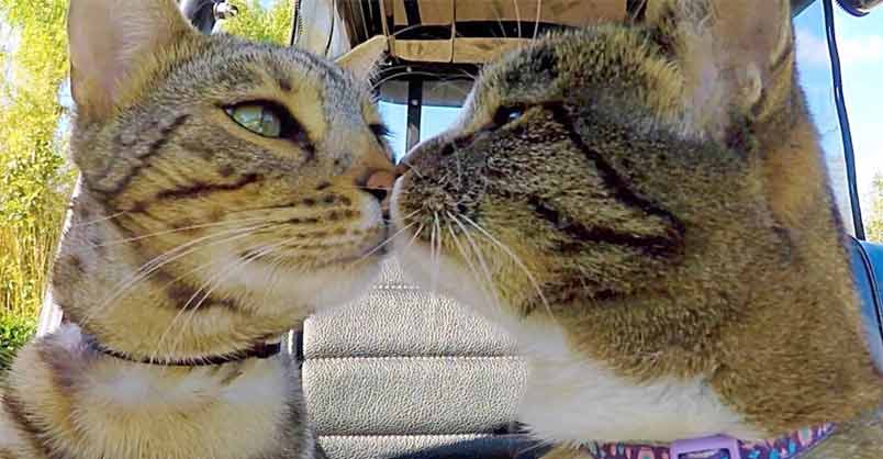 Didga & Boomer – Getting On Down With Their Daddy !! – We Love Cats