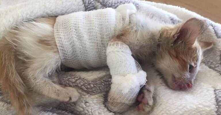 Disfigured Kitten Rescued From a Factory is Transformed by Love – We
