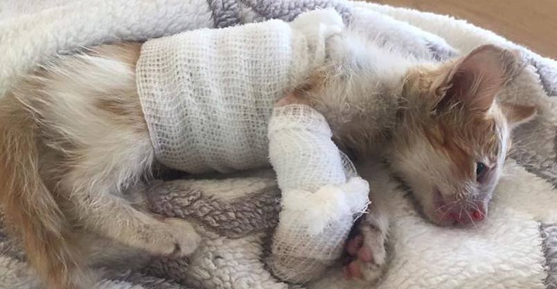 Disfigured Kitten Rescued From a Factory is Transformed by Love – We