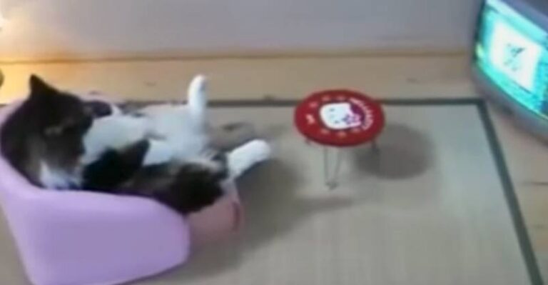 Do These Cats Think They Are Human? – We Love Cats and Kittens