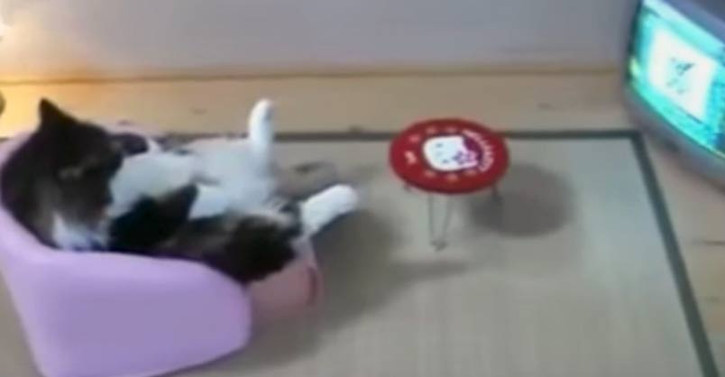 Do These Cats Think They Are Human? – We Love Cats and Kittens