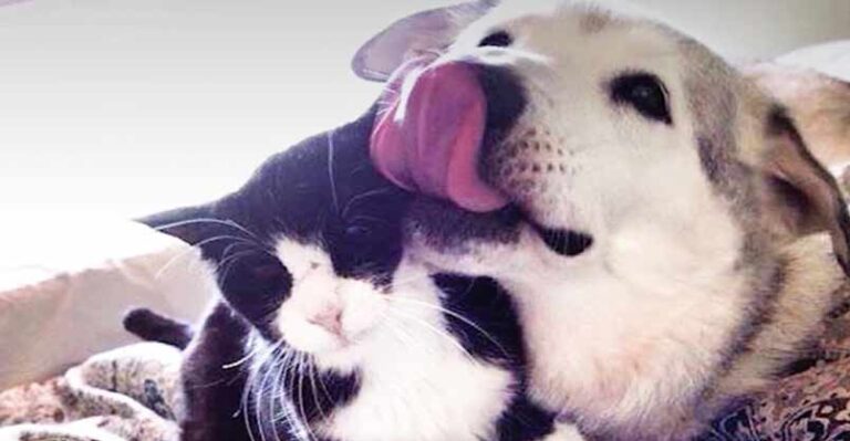 Dog Loses Cat Best Friend, But Gets 4 Foster Kittens To Take Care Of