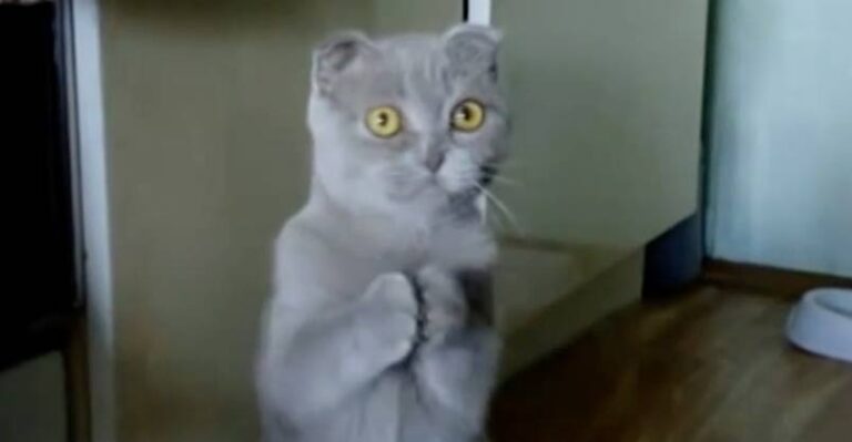Don’t Forget to Feed Your Cat! Or They Just Might Start Doing This!