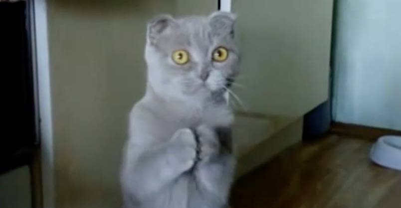 Don’t Forget to Feed Your Cat! Or They Just Might Start Doing This!