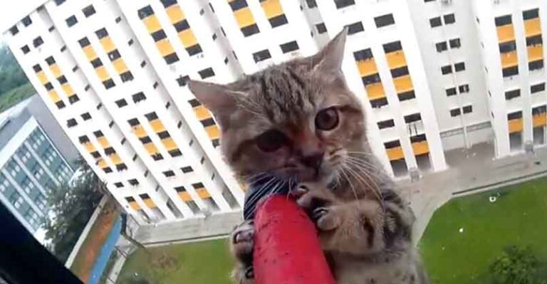 Dramatic Kitten Rescue From 12th Storey Ledge – We Love Cats and