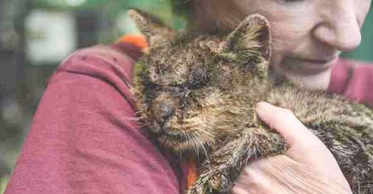 Everyone Was Scared to Touch This Diseased Cat, but One Woman Didn’t