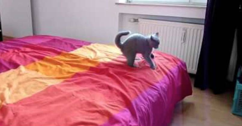 Excited Kitten Loves the New Bed!