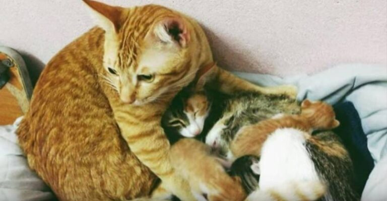 Father Cat Supports Mom Cat Giving Birth, Wins Everyone’s Hearts – We