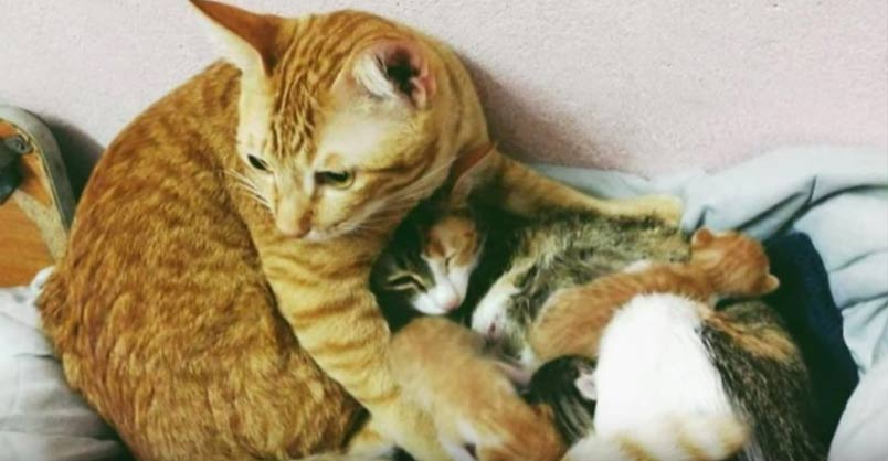 Father Cat Supports Mom Cat Giving Birth, Wins Everyone’s Hearts – We