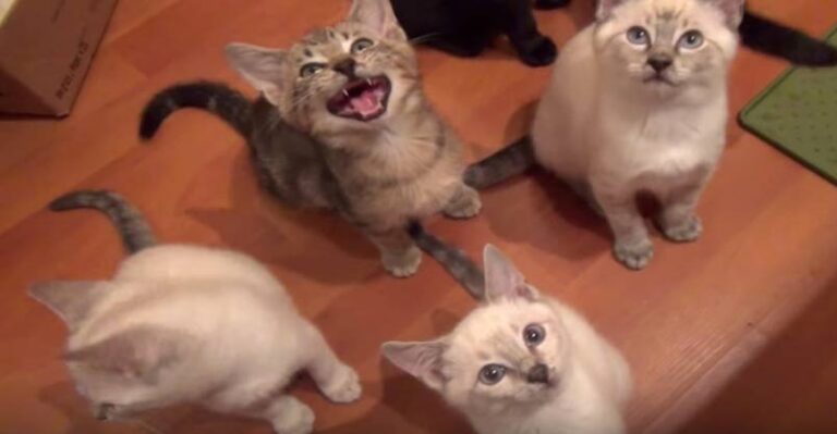 Feeding Foster Kittens Is Fun Noisy Work! – We Love Cats and Kittens