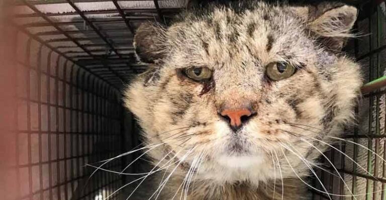 Feral Senior Cat Becomes A Total Mama’s Boy – We Love Cats and Kittens