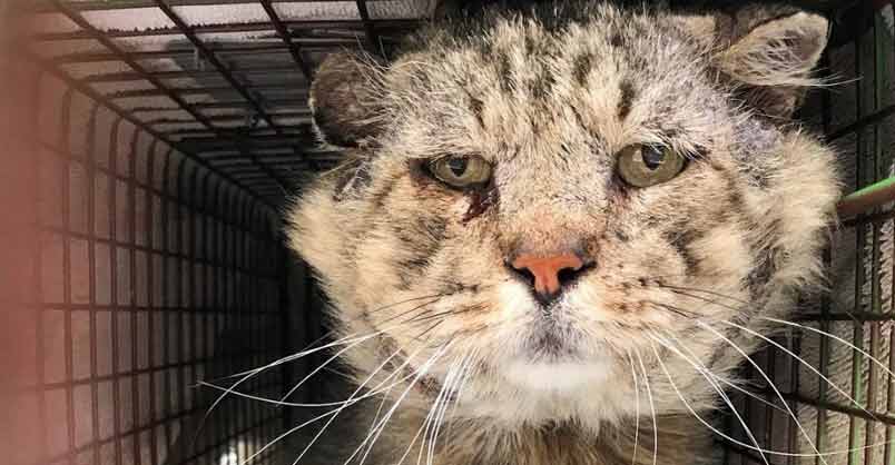 Feral Senior Cat Becomes A Total Mama’s Boy – We Love Cats and Kittens