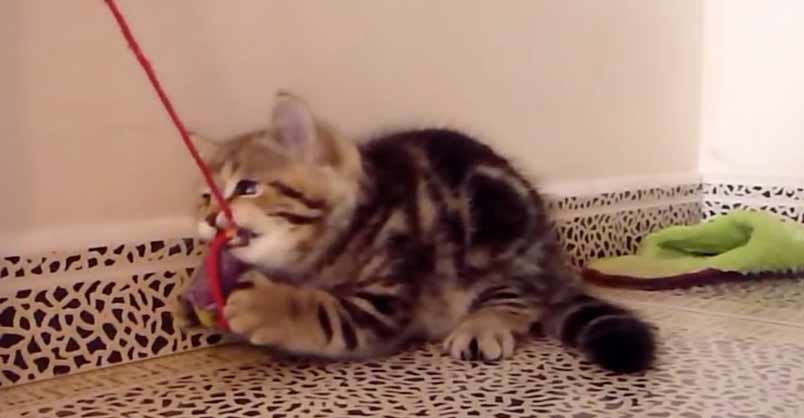 Ferocious Kittens – crazy AND cute