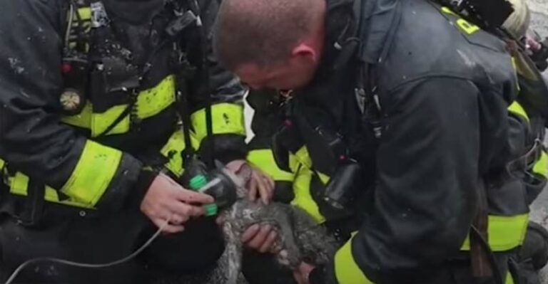 Firefighters Save Kitten Trapped in House Fire – We Love Cats and