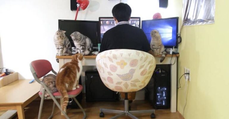 Five Cats Letting Their Human Know It’s Mealtime – We Love Cats and
