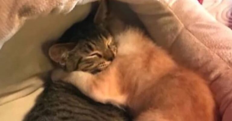 Foster Kittens Comfort Each Other After Their Families Get Adopted