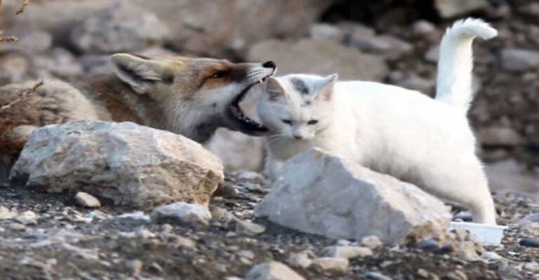 Fox Sets His Sights On A Stray Cat And Things Take An Unexpected Turn
