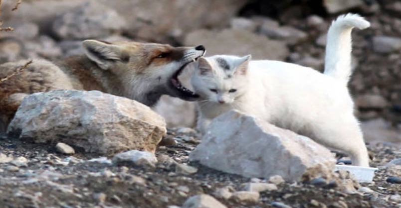 Fox Sets His Sights On A Stray Cat And Things Take An Unexpected Turn