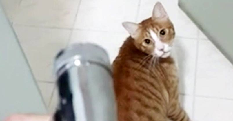 Funny Cat Begs to Play in Shower – We Love Cats and Kittens