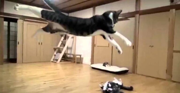 Funny Cats and ‘Sail’ by Awolnation