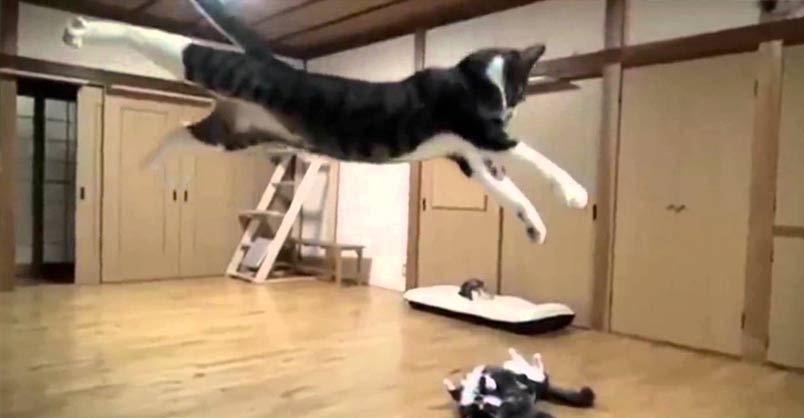 Funny Cats and ‘Sail’ by Awolnation