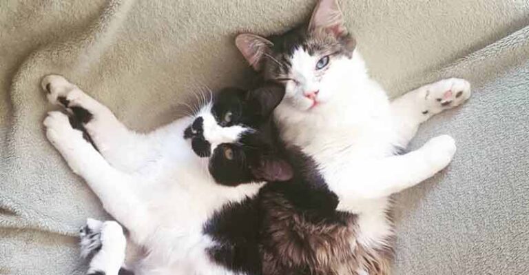 Fuzzy Kittens Help Each Other Learn To Walk – We Love Cats and Kittens