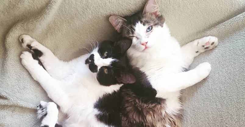 Fuzzy Kittens Help Each Other Learn To Walk – We Love Cats and Kittens