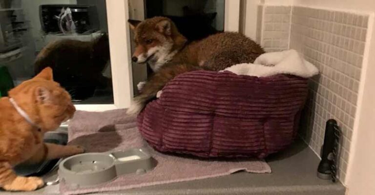 Ginger Cat Finds an Uninvited Guest in His Bed – We Love Cats and